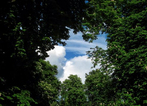 Blue sky seen through break in trees