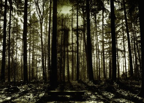 Spooky forrest with a zombie face in the background