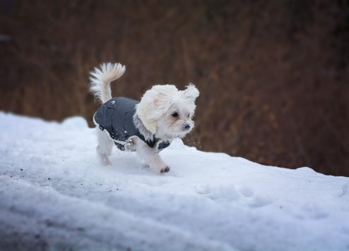 Dog running in the snow